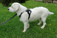 Halt und Sicherheit mit einem Hundegeschirr von cobra © Foto: cobra