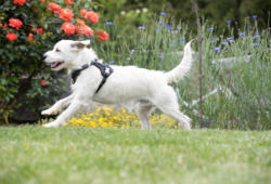 Leder-Hundegeschirr nach Maß © Foto: cobra